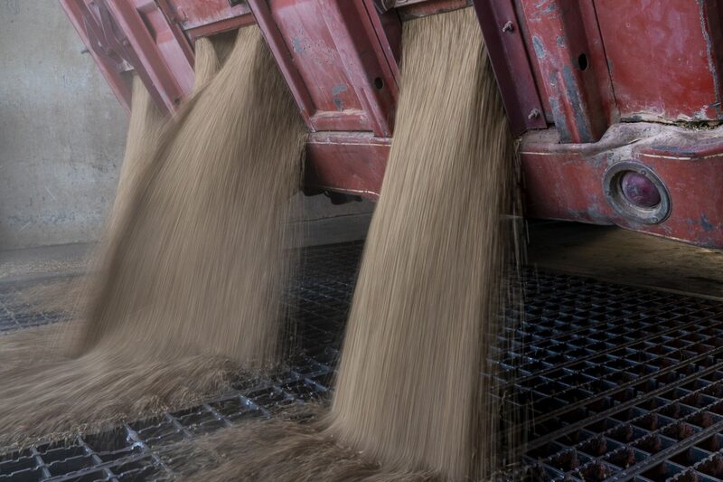 Un camión descarga trigo cosechado en invierno en un silo de grano en Bessie, Oklahoma, EE. UU., el miércoles 15 de junio de 2022. Un camión descarga trigo cosechado en invierno en un silo de grano en Bessie, Oklahoma, EE. UU., el miércoles 15 de junio de 2022.