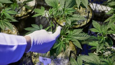 Zimbábue quer trocar produção de tabaco por cannabis de uso médico e industrial  Zimbábue quer trocar produção de tabaco por cannabis de uso médico e industrial