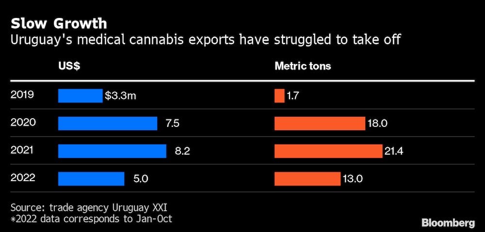 Las exportaciones uruguayas de cannabis medicinal han tenido problemas para despegar. Las exportaciones uruguayas de cannabis medicinal han tenido problemas para despegar.