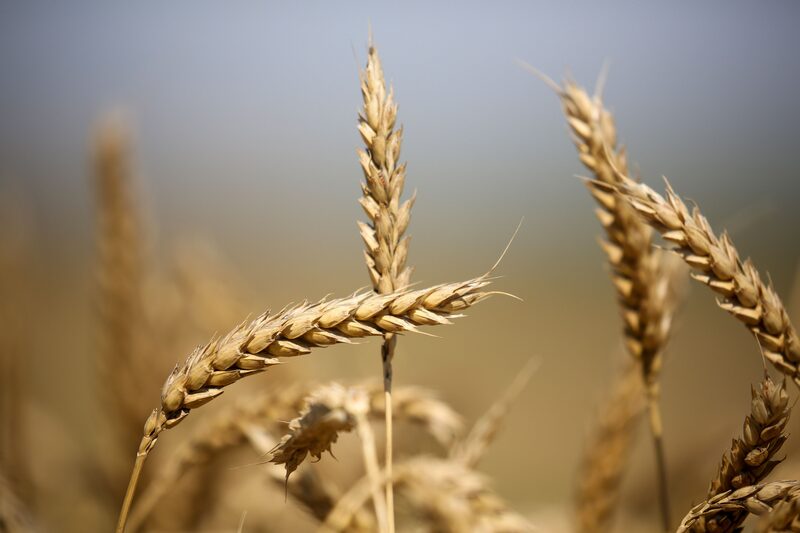 Las reservas mundiales de trigo para la temporada 2024 - 2025 se estimaron en 253,6 millones de toneladas métricas, el nivel más bajo en ocho años. Las reservas mundiales de trigo para la temporada 2024 - 2025 se estimaron en 253,6 millones de toneladas métricas, el nivel más bajo en ocho años.