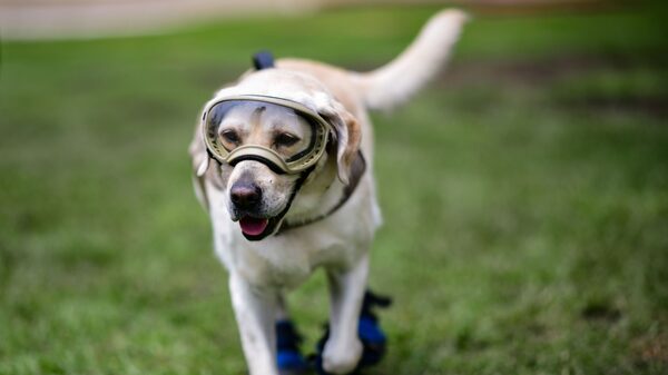 Frida, la perrita rescatista mexicana en los sismos, muere a los 13 años Frida, la perrita rescatista mexicana en los sismos, muere a los 13 años