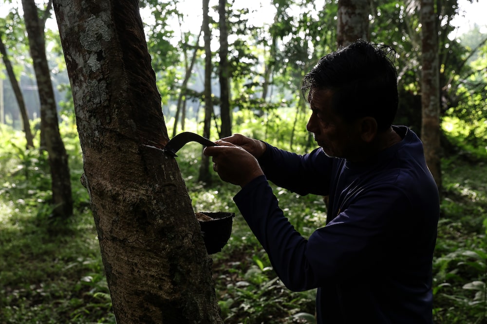 A farmer taps a rubber tree at a plantation in Trang province, Thailand, on Tuesday, May 13, 2025. Thailand is scheduled to announce its gross domestic product (GDP) figures on May 19. Photographer: Valeria Mongelli/Bloomberg A farmer taps a rubber tree at a plantation in Trang province, Thailand, on Tuesday, May 13, 2025. Thailand is scheduled to announce its gross domestic product (GDP) figures on May 19. Photographer: Valeria Mongelli/Bloomberg