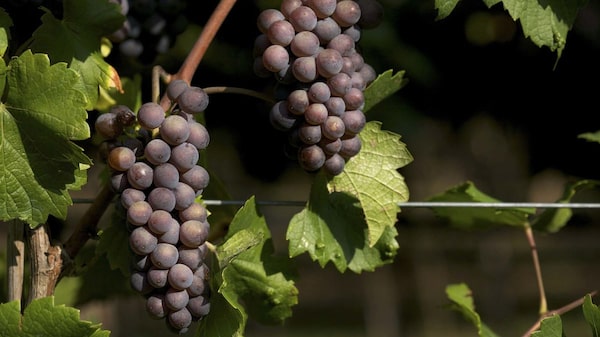 Perú consolida su lugar como líder en exportación de uvas, que impulsan ventas del agro Perú consolida su lugar como líder en exportación de uvas, que impulsan ventas del agro