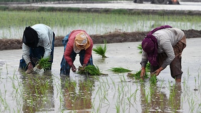 La producción mundial de arroz caerá por primera vez en una década La producción mundial de arroz caerá por primera vez en una década