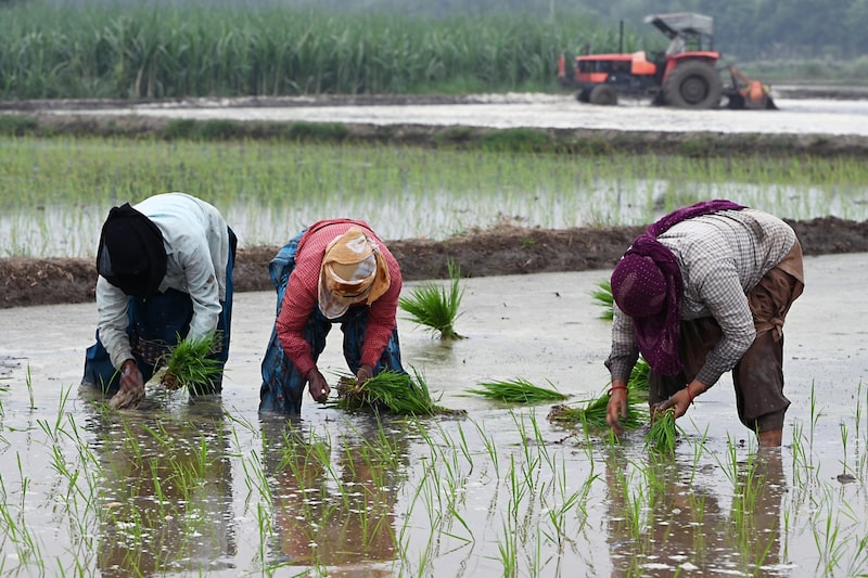 La producción mundial de arroz caerá por primera vez en una década. La producción mundial de arroz caerá por primera vez en una década.
