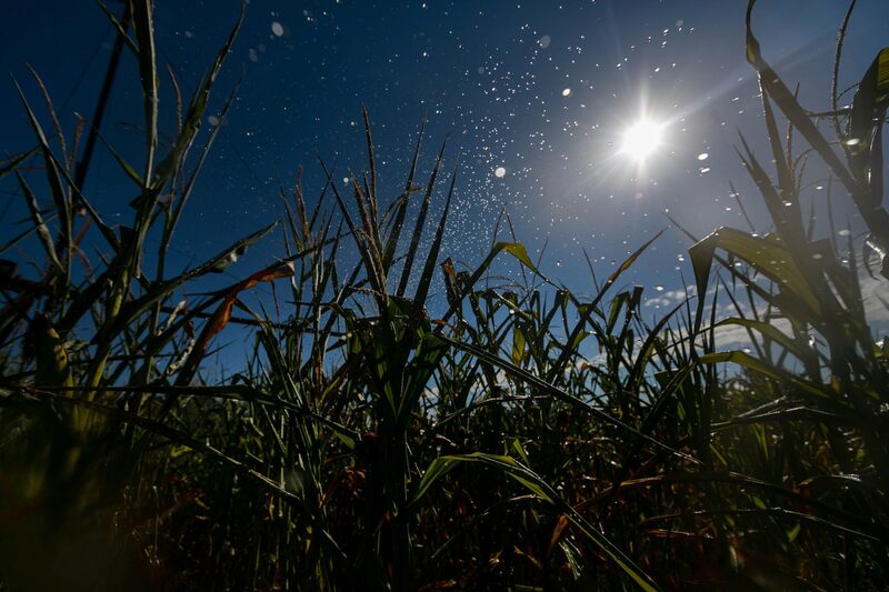 A China já compra a maior parte da soja do Brasil, outro ingrediente usado em rações para seu enorme plantel de suínos A China já compra a maior parte da soja do Brasil, outro ingrediente usado em rações para seu enorme plantel de suínos