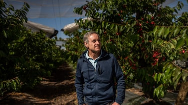 O Chile virou potência global de cerejas. E agradar seu maior comprador é um desafio O Chile virou potência global de cerejas. E agradar seu maior comprador é um desafio