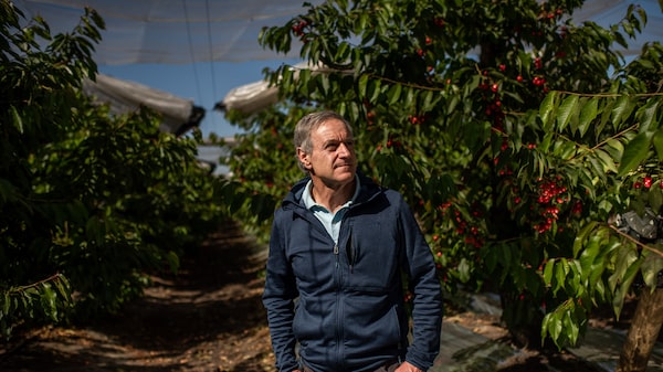 O Chile virou potência global de cerejas. E agradar seu maior comprador é um desafio O Chile virou potência global de cerejas. E agradar seu maior comprador é um desafio