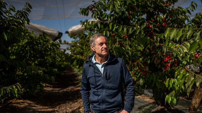 O Chile virou potência global de cerejas. E agradar seu maior comprador é um desafio O Chile virou potência global de cerejas. E agradar seu maior comprador é um desafio