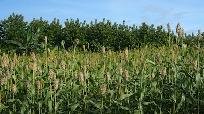 Agricultores estadounidenses se enfrentan a un nuevo desafío para sus cultivos debido al auge del sorgo en Brasil Agricultores estadounidenses se enfrentan a un nuevo desafío para sus cultivos debido al auge del sorgo en Brasil
