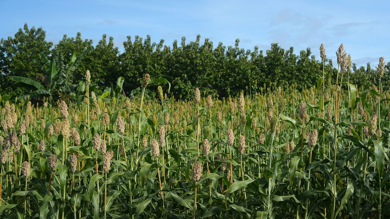 Agricultores estadounidenses se enfrentan a un nuevo desafío para sus cultivos debido al auge del sorgo en Brasil Agricultores estadounidenses se enfrentan a un nuevo desafío para sus cultivos debido al auge del sorgo en Brasil