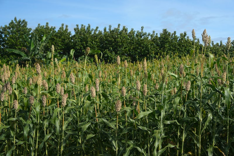 Sorgo. Sorgo.