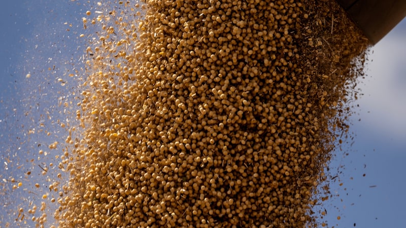Custo menor impulsiona soja do Brasil na China após país bater meta de compra dos EUA Custo menor impulsiona soja do Brasil na China após país bater meta de compra dos EUA