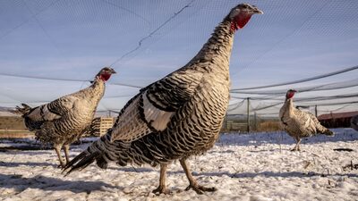 Gripe aviária nos EUA: 37 milhões de aves sucumbiram ao vírus Gripe aviária nos EUA: 37 milhões de aves sucumbiram ao vírus