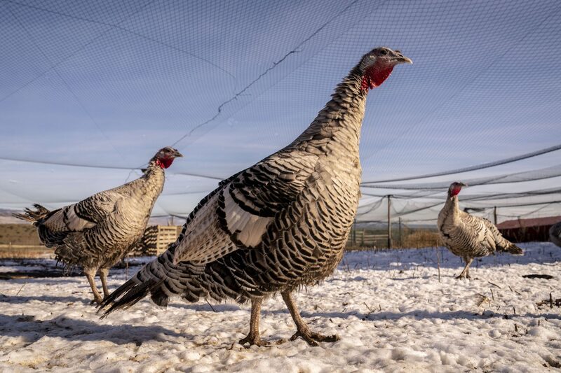 Aves selvagens que se empoleiram sobre as fazendas transmitem o vírus através das fezes Aves selvagens que se empoleiram sobre as fazendas transmitem o vírus através das fezes