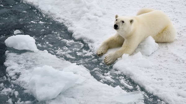 ¿Los osos polares podrán adaptarse al cambio climático? Hay esperanzas ¿Los osos polares podrán adaptarse al cambio climático? Hay esperanzas