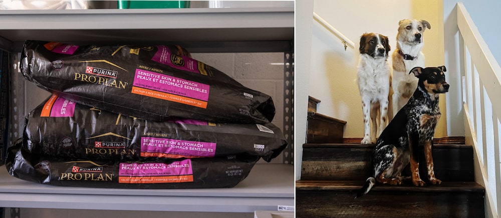 Los perros de Eilise Fisher, Luke, Leia y Yoda, y su marca preferida de comida para perros, que piensa comprar durante las rebajas del Black Friday. Los perros de Eilise Fisher, Luke, Leia y Yoda, y su marca preferida de comida para perros, que piensa comprar durante las rebajas del Black Friday.