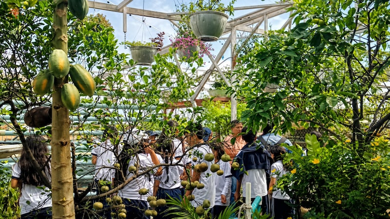 Premios Verdes 2026: la granja en el techo de una casa colombiana que busca acercar la biodiversidad a la ciudad. Premios Verdes 2026: la granja en el techo de una casa colombiana que busca acercar la biodiversidad a la ciudad.