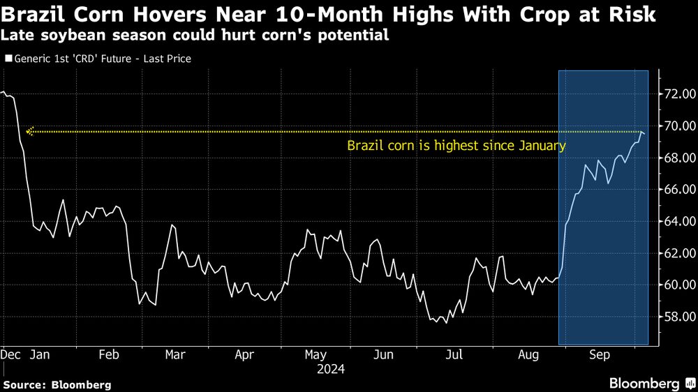 El maíz brasileño se acerca a casi máximo de diez meses con una consecha en riesgo afectada por la temporada de soja. El maíz brasileño se acerca a casi máximo de diez meses con una consecha en riesgo afectada por la temporada de soja.