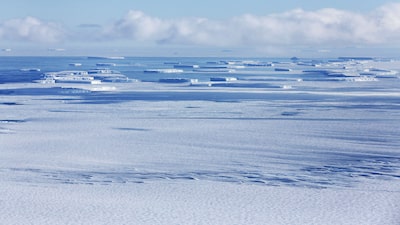 Pingüinos emperador están en peligro de extinción por pérdida de hielo en la Antártida Pingüinos emperador están en peligro de extinción por pérdida de hielo en la Antártida