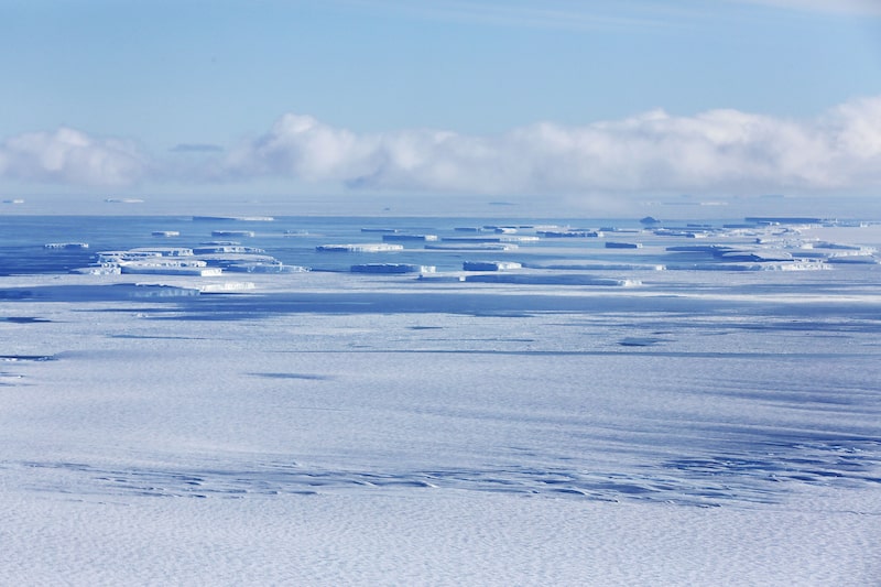 Emperor Penguins Declared Endangered as Antarctica Loses Ice Emperor Penguins Declared Endangered as Antarctica Loses Ice
