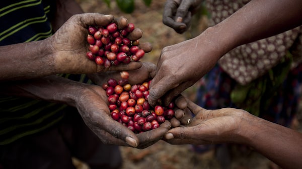 ¿Cuánto cuesta realmente el café? Estudio revela el costo social y ambiental de producirlo ¿Cuánto cuesta realmente el café? Estudio revela el costo social y ambiental de producirlo