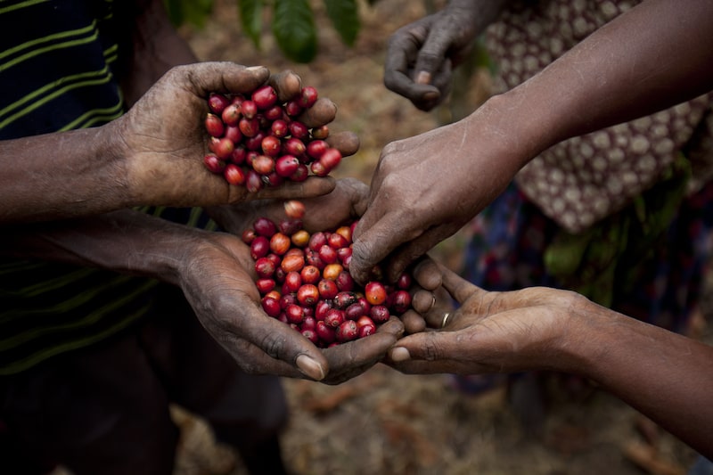 Mãos manejando grãos crus de café Mãos manejando grãos crus de café