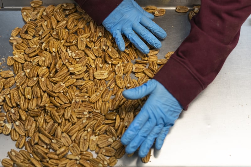 A partir del martes, los importadores de nueces pecanas estadounidenses deberán pagar un depósito del 54,3%, mientras que los que compren en México se enfrentarán a tasas que oscilan entre el 17,8% y el 51,6%. Fotógrafo: Nick Oxford/Bloomberg. A partir del martes, los importadores de nueces pecanas estadounidenses deberán pagar un depósito del 54,3%, mientras que los que compren en México se enfrentarán a tasas que oscilan entre el 17,8% y el 51,6%. Fotógrafo: Nick Oxford/Bloomberg.