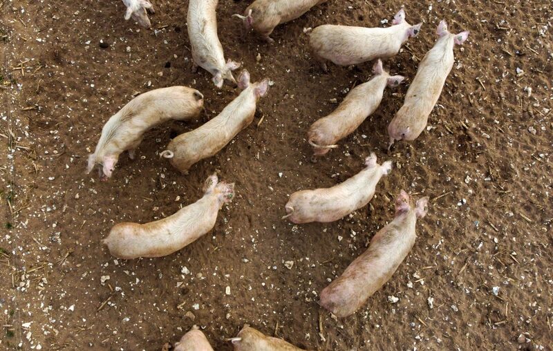 Pequim vem tentando conter os preços das commodities há mais de um ano após a pandemia Pequim vem tentando conter os preços das commodities há mais de um ano após a pandemia