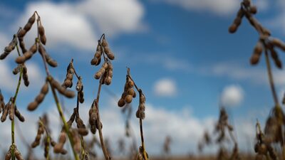 Seca no Brasil faz a soja atingir a cotação mais alta desde julho Seca no Brasil faz a soja atingir a cotação mais alta desde julho