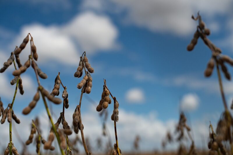 Preços internacionais acumulam cinco semanas seguidas de ganhos Preços internacionais acumulam cinco semanas seguidas de ganhos