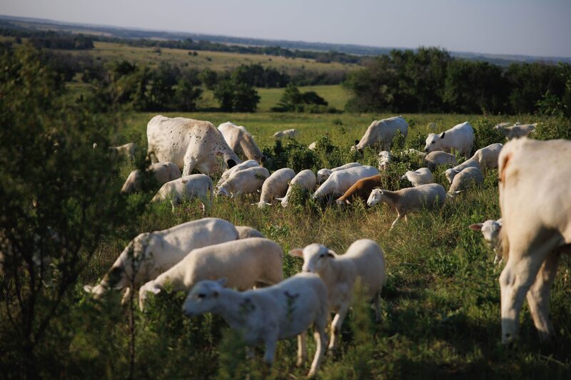 The US became Minerva’s main client by the end of 2024, making up 23% of its exports and surpassing former top client China.
Photographer: Chase Castor/Bloomberg The US became Minerva’s main client by the end of 2024, making up 23% of its exports and surpassing former top client China.
Photographer: Chase Castor/Bloomberg
