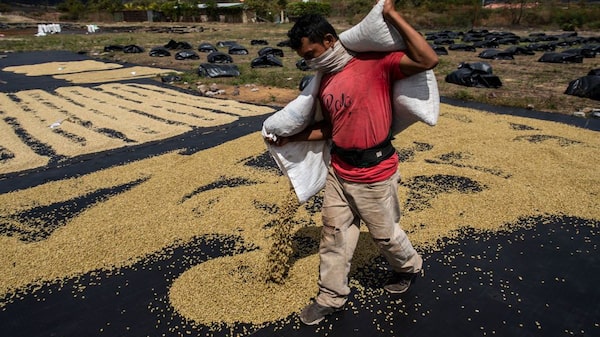 Nestlé dice que invertirá US$1.000 millones para proteger al café del cambio climático Nestlé dice que invertirá US$1.000 millones para proteger al café del cambio climático