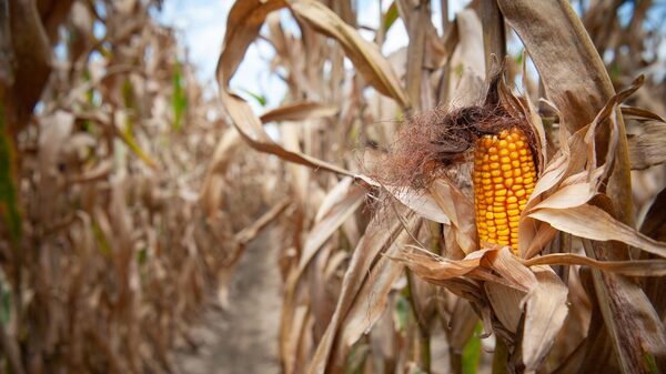 El Niño leva mais um país da África a recorrer a milho do Brasil El Niño leva mais um país da África a recorrer a milho do Brasil