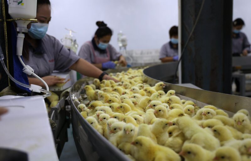 Trabajadores inoculan vacunas contra la gripe aviar a pollos recién nacidos en un criadero de pollos de la provincia de Shandong. Fotógrafo: Chu Baorui/Getty Images Trabajadores inoculan vacunas contra la gripe aviar a pollos recién nacidos en un criadero de pollos de la provincia de Shandong. Fotógrafo: Chu Baorui/Getty Images