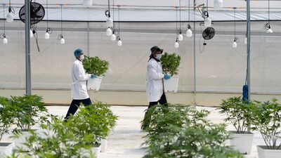 Cannabis en Colombia: por qué el negocio pierde brillo y empresas cierran operaciones Cannabis en Colombia: por qué el negocio pierde brillo y empresas cierran operaciones