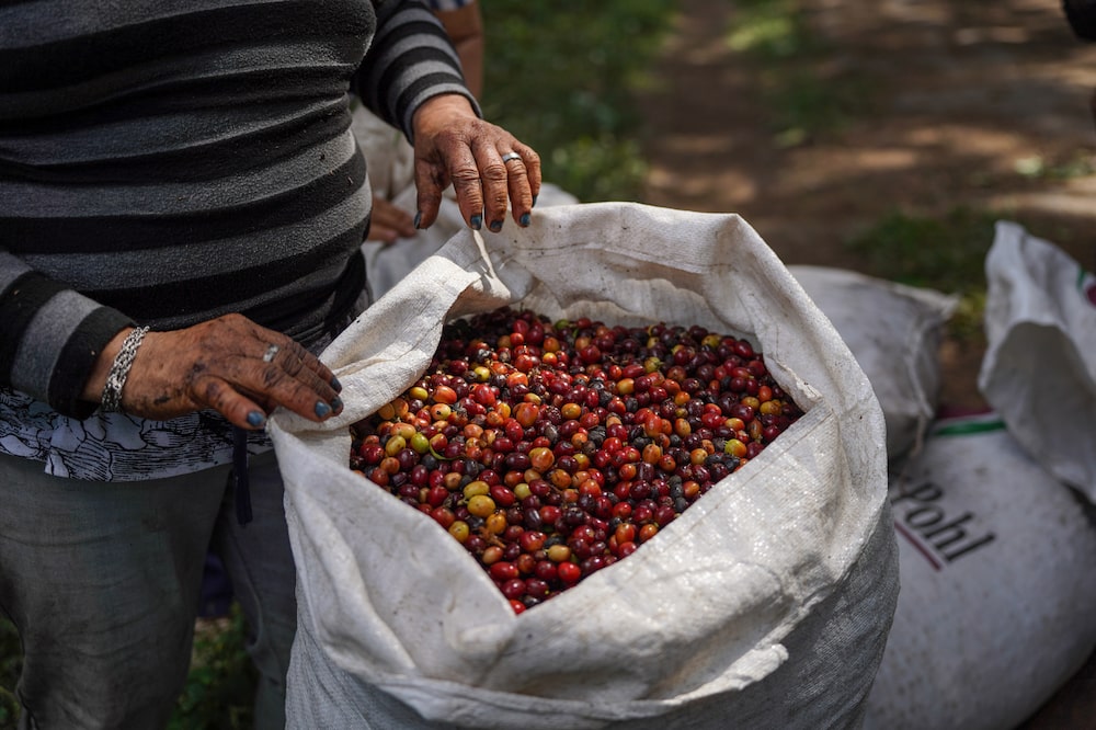 Workers weigh arabica coffee cherries at the El Espino Cooperative coffee farm in Santa Tecla, El Salvador, on Monday, Jan. 12, 2026. Coffee prices are expected to decline this year as bumper harvests boost global surpluses, though agricultural markets remain increasingly vulnerable to geopolitical risks, according to a Rabobank report. Photographer: Camillo Freedman/Bloomberg Workers weigh arabica coffee cherries at the El Espino Cooperative coffee farm in Santa Tecla, El Salvador, on Monday, Jan. 12, 2026. Coffee prices are expected to decline this year as bumper harvests boost global surpluses, though agricultural markets remain increasingly vulnerable to geopolitical risks, according to a Rabobank report. Photographer: Camillo Freedman/Bloomberg