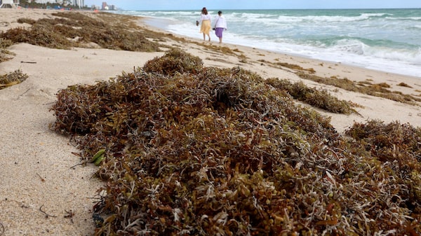 La inmensa masa de sargazo que invade la costa de Florida y amenaza al turismo La inmensa masa de sargazo que invade la costa de Florida y amenaza al turismo