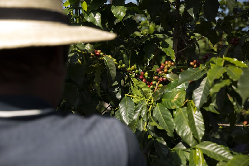 Es uno de los mejores a nivel mundial y busca lograr mejores precios por su aroma, calidad y variedad. Es uno de los mejores a nivel mundial y busca lograr mejores precios por su aroma, calidad y variedad.