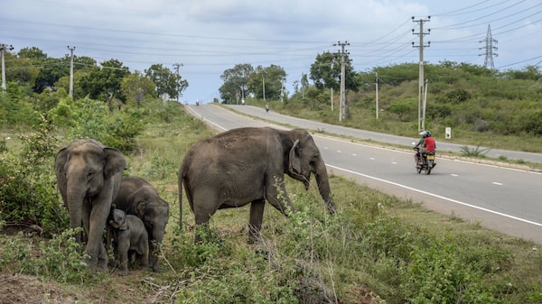 Cómo los elefantes están ayudando a luchar contra el cambio climático Cómo los elefantes están ayudando a luchar contra el cambio climático