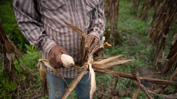 Productores mexicanos de maíz, sorgo y frijol con costos al alza por guerra en Ucrania Productores mexicanos de maíz, sorgo y frijol con costos al alza por guerra en Ucrania