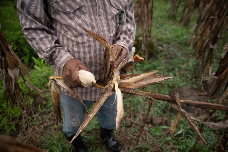 Fabricantes de harina de maíz enfrentan presiones debido a la sequía y el efecto en la producción de granos. Fabricantes de harina de maíz enfrentan presiones debido a la sequía y el efecto en la producción de granos.