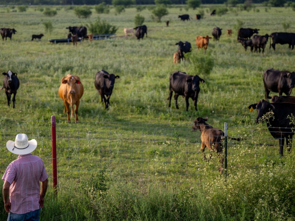 Gusano barrenador detectado en Texas