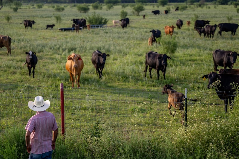 Un ganadero observa su rebaño en Quemado, Texas.
Fotógrafo: Brandon Bell/Getty Images
Un ganadero observa su rebaño en Quemado, Texas.
Fotógrafo: Brandon Bell/Getty Images
