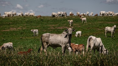 Pecuária em alerta: domínio do Brasil na carne bovina esbarra em regras da UE Pecuária em alerta: domínio do Brasil na carne bovina esbarra em regras da UE
