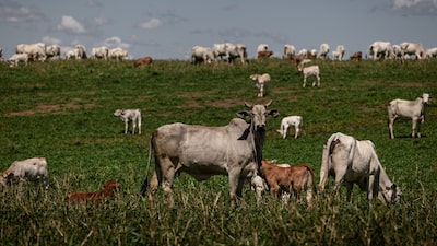Pecuária em alerta: domínio do Brasil na carne bovina esbarra em regras da UE Pecuária em alerta: domínio do Brasil na carne bovina esbarra em regras da UE