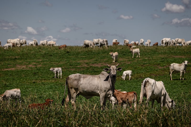 O Brasil é o maior exportador mundial de carne bovina, mas enfrenta novas exigências da União Europeia para manter o acesso a um mercado que paga preços mais altos pelo produto brasileiro. O Brasil é o maior exportador mundial de carne bovina, mas enfrenta novas exigências da União Europeia para manter o acesso a um mercado que paga preços mais altos pelo produto brasileiro.