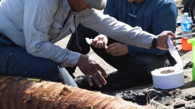 Un fósil de 6 millones de años cambia lo que se sabía sobre el Istmo de Panamá Un fósil de 6 millones de años cambia lo que se sabía sobre el Istmo de Panamá