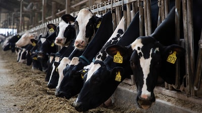 ¿El secreto de una leche más rica? Los ganaderos están apostando por esta soja ¿El secreto de una leche más rica? Los ganaderos están apostando por esta soja