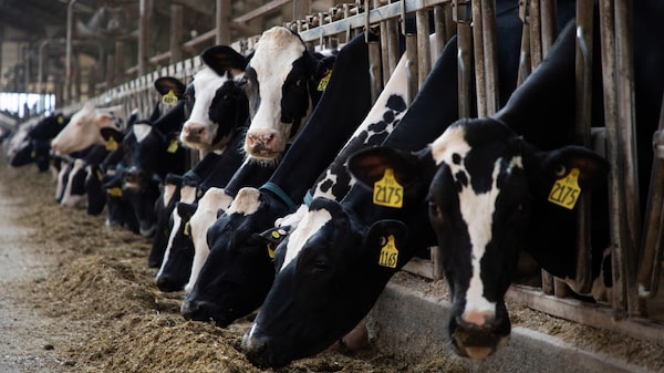 ¿El secreto de una leche más rica? Los ganaderos están apostando por esta soja ¿El secreto de una leche más rica? Los ganaderos están apostando por esta soja
